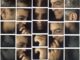Polaroid Collages of Celebrity Portraits by Maurizio Galimberti