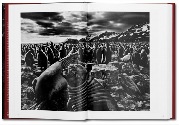 Genesis by Sebastião Salgado 3