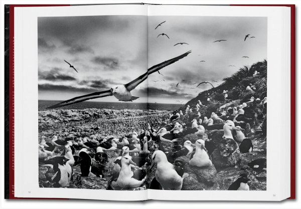 Genesis by Sebastião Salgado 4