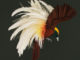 Paper Bird Art by Diana Beltran Herrera 3
