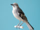 Paper Bird Art by Diana Beltran Herrera 4