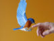 Paper Bird Art by Diana Beltran Herrera 5