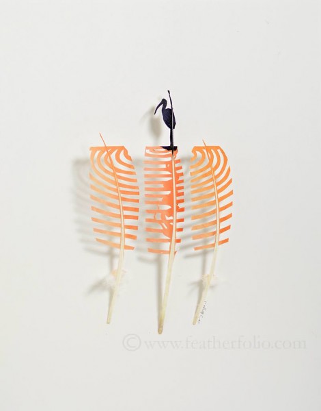 Featherfolio by Chris Maynard 9