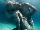 Ocean Atlas in Nassau, Bahamas by Jason deCaires Taylor 4