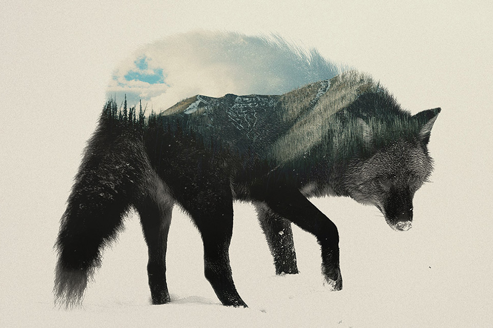 Double Exposure Animal Portraits by Andreas Lie - Design Father