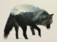 Double Exposure Animal Portraits by Andreas Lie 6
