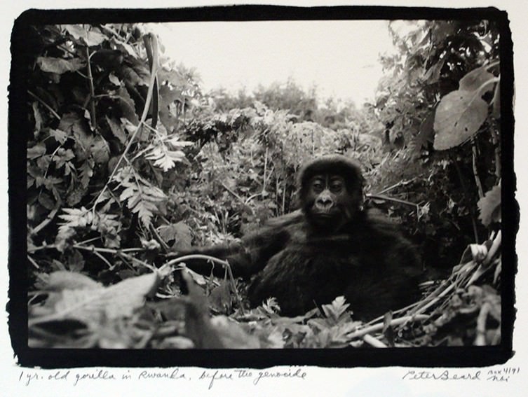Peter Beard: Wild at Heart, 2 of 10