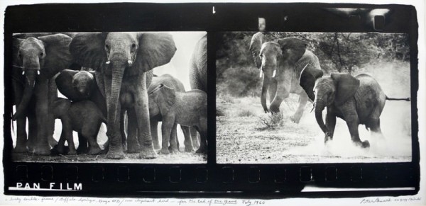 Peter Beard Designfather